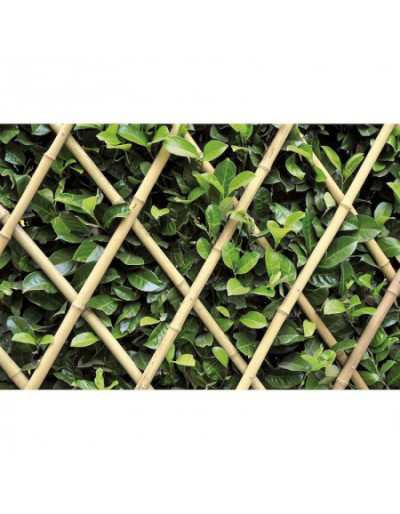 Extensible Trellis in...