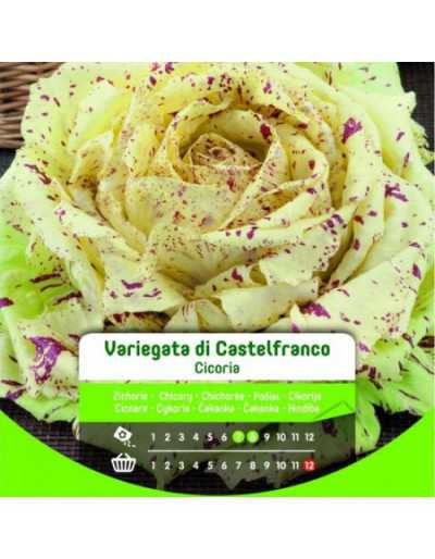 Semi di Cicoria Variegata...