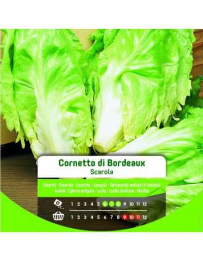 Cornet of Bordeaux Endive...