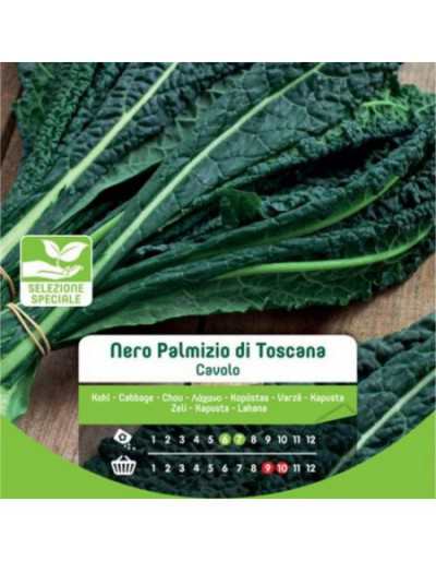 Black Cabbage Palmizio Di...