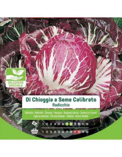 Nasiona Chioggia Radicchio...