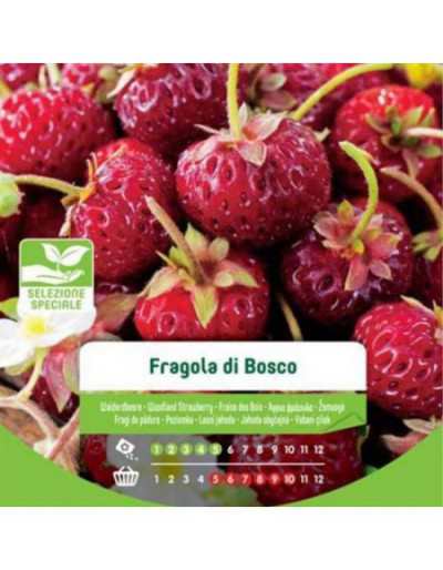 Semi di Fragole Di Bosco in...