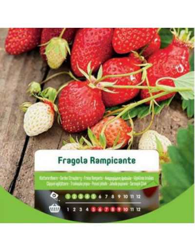 Semi di Fragola Rampicante...