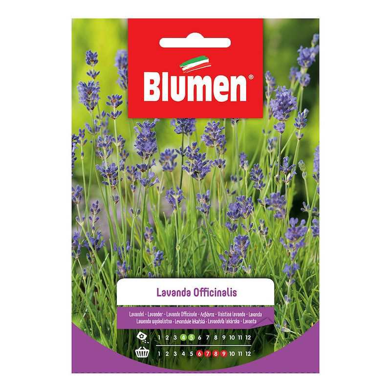 Semi di Lavanda Officinalis... Semi di Lavanda Officinalis...