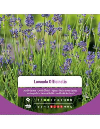 Lavendel Officinalis frön i...