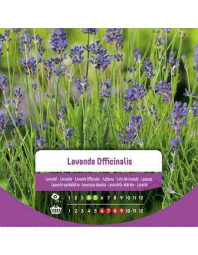 Lavendel Officinalis Samen...