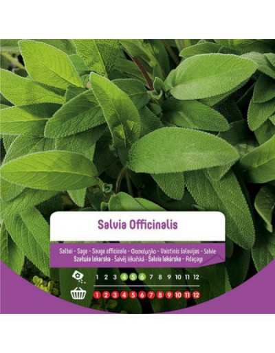 Salvia Officinalis frön i påse