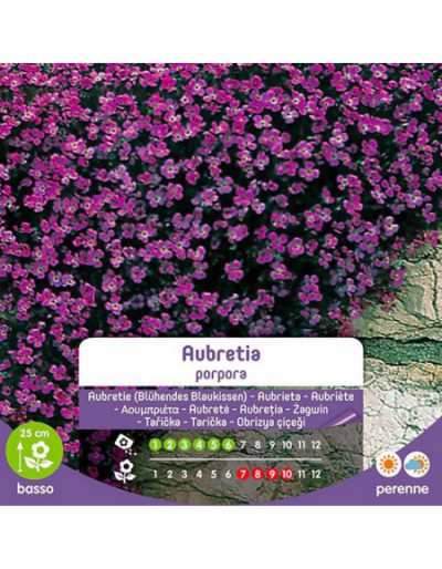 Fioletowe nasiona Aubretia...