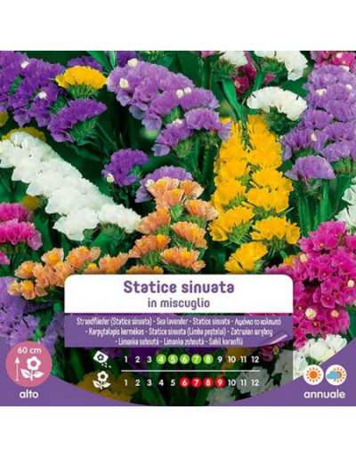 Nasiona Statice Sinuata w...