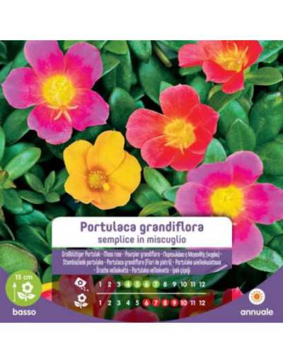 Graines de Portulaca...