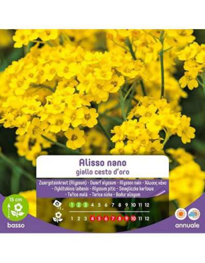 Semi di Alisso Nano Giallo...