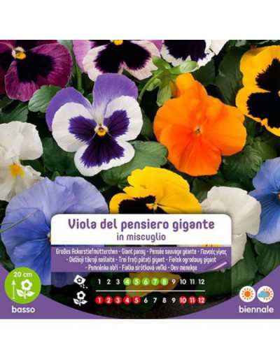 Giant Pansy Mixed Seeds