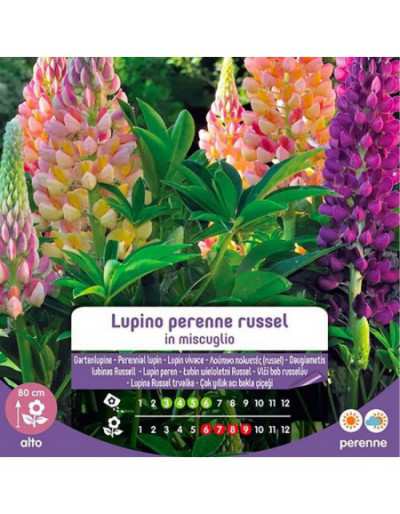Russel Perennial Lupin frön...