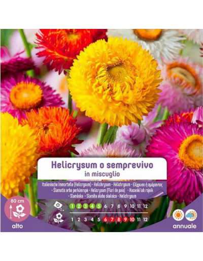Semillas de Helicrysum o Siempreviva en Mezcla - GardenStuff