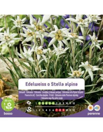 Semi di Edelweiss o Stella...