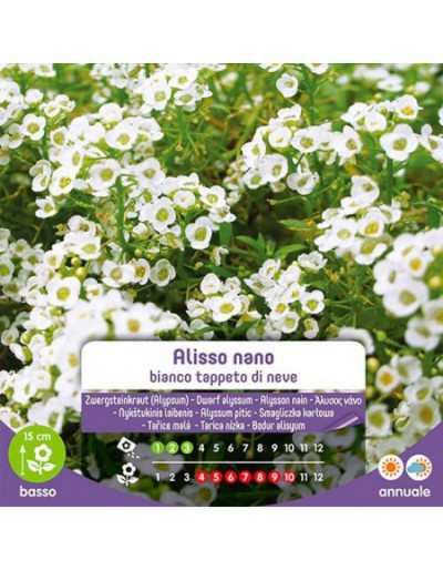 White Dwarf Alisso Seeds...