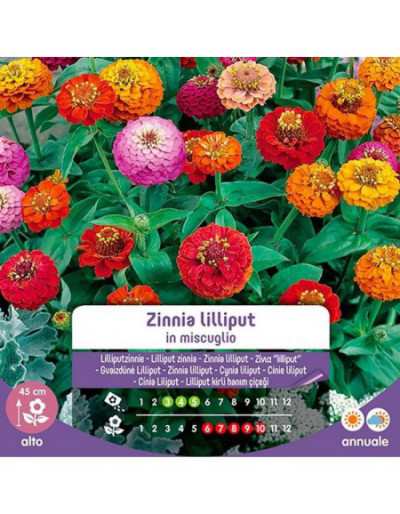 Mixed Zinnia Lilliput Seeds