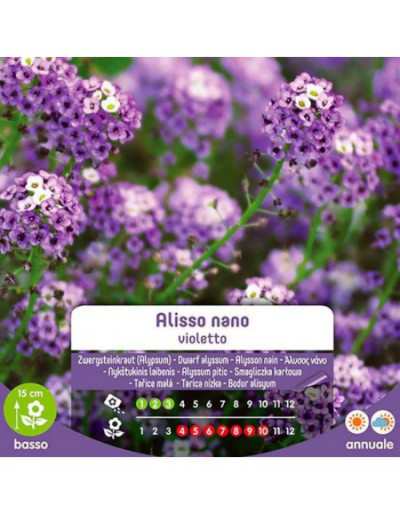 Alisso Nano Violet frön i påse