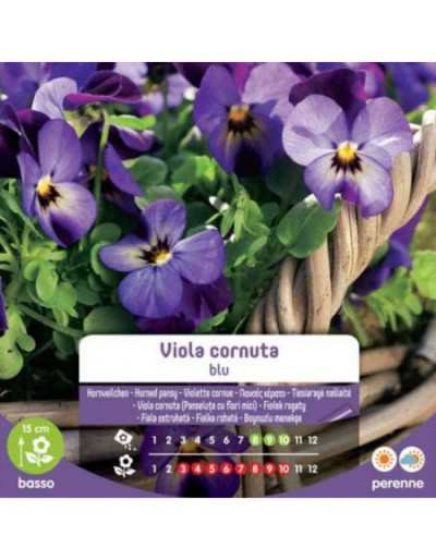 Blå Cornuta Viola frön i påse