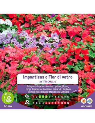 Semi di Impatiens o Fior di...