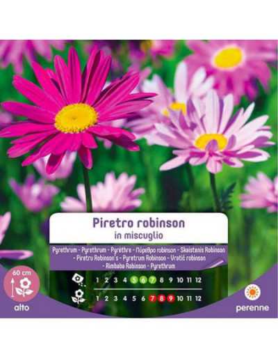 Pyrethrum Robinson Seeds in...