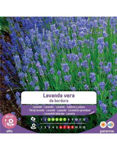 True Lavender Seeds from...