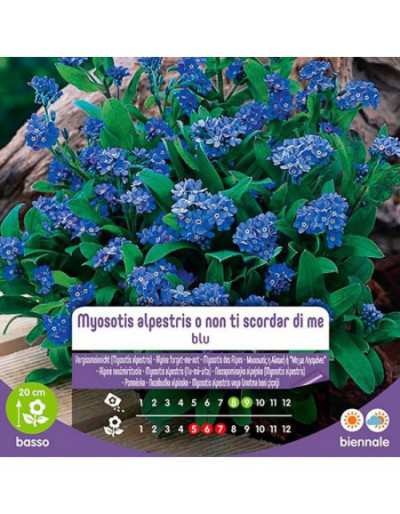 Myosotis Alpestris lub...