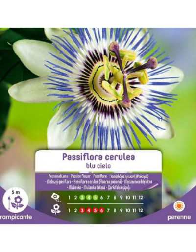 Himmelsblå Passiflora...