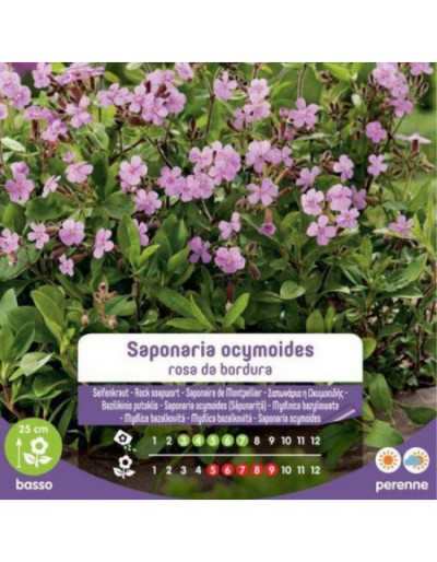 Saponaria Ocymoides Rosa da...