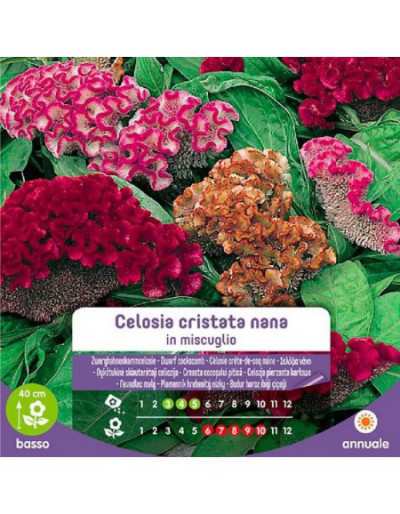 Celosia Cristata Nana Seeds...