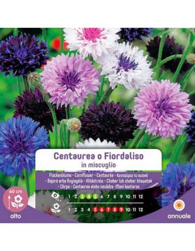 Nasiona Centaurea lub...