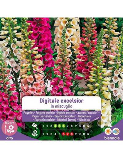 Digital Excelsior Mixed...