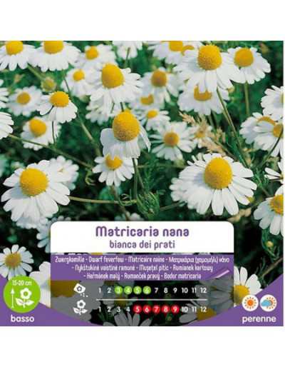 Matricaria White Dwarf...