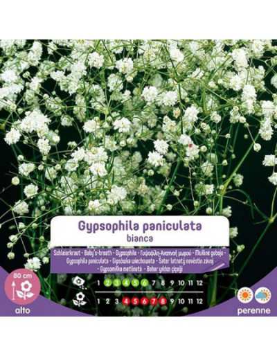 Gypsophila paniculata białe...