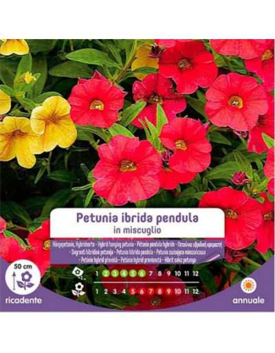 Pétunia Hybrid Pendula...
