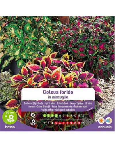 Coleus Hybridus Mixed Seeds...
