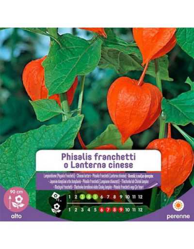 Physalis Franchetti lub...