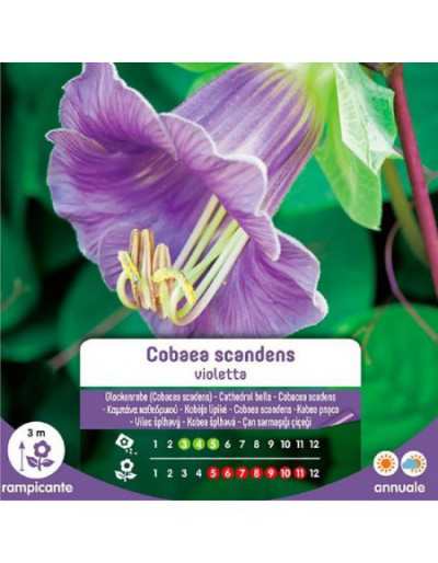 Semillas de violeta Cobaea...