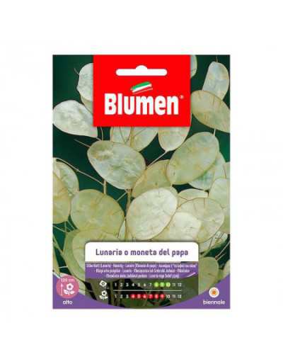 Seeds of Lunaria or Pope's...