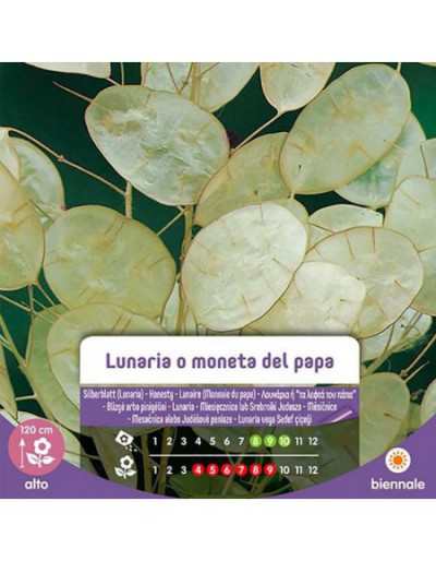 Seeds of Lunaria or Pope's...
