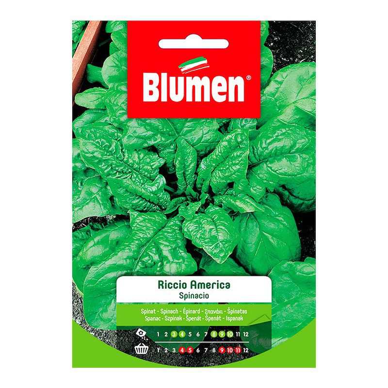 American Curly Spinach...