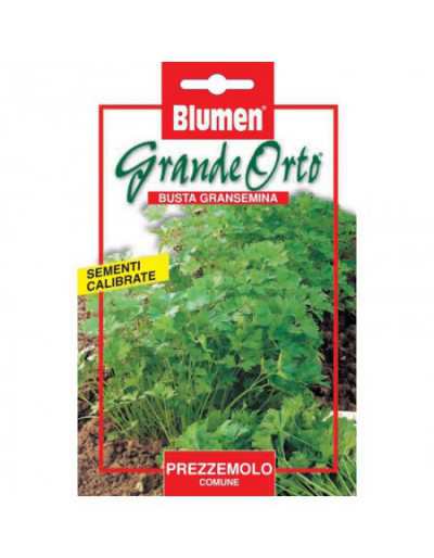 Common Parsley Seeds - Maxi