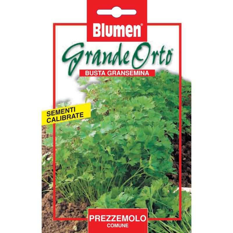 Common Parsley Seeds - Maxi