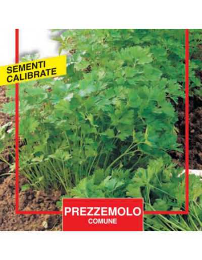 Common Parsley Seeds - Maxi