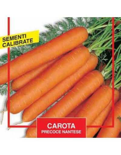 Early Carrot Seeds Nantese...