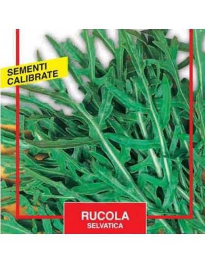 Wilde Rucola-Samen - Maxi