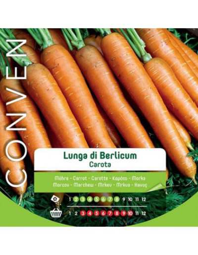 Lange Karottensamen - Maxi