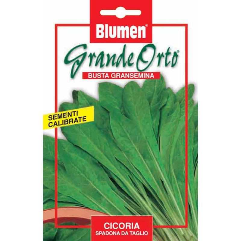 Spadona Chicory Seeds - Maxi