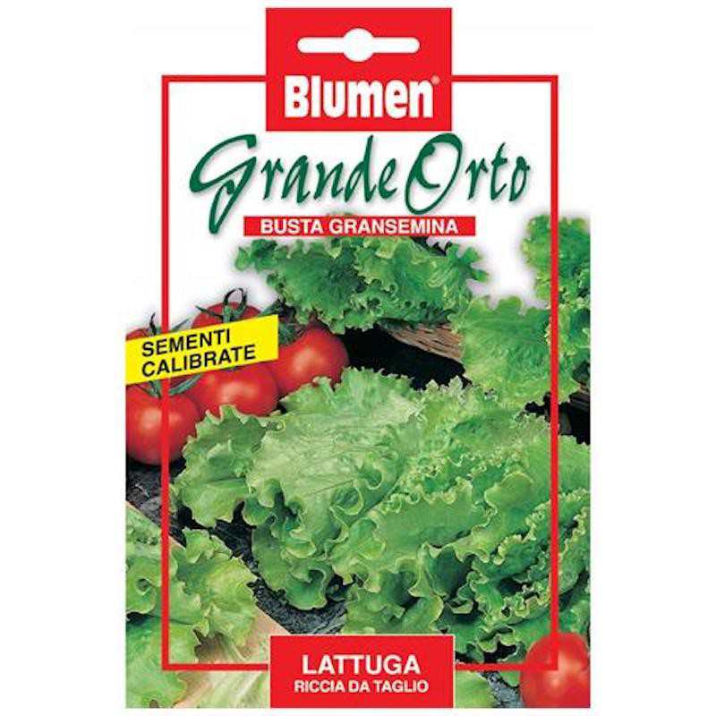 Curly Lettuce Seeds - Maxi Curly Lettuce Seeds - Maxi