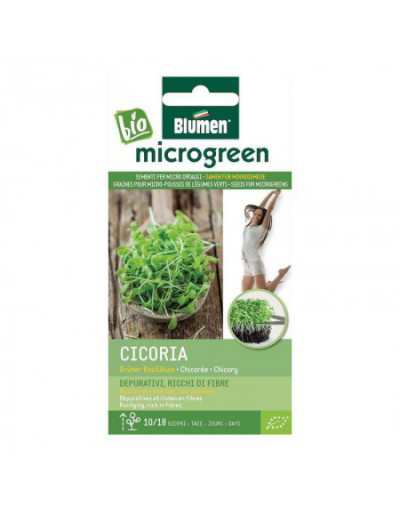 Seeds for Chicory Micro-shoots